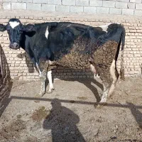 گاو شیری ابستن