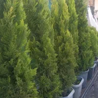 باغبانی هرس سم پاشی بریدن درختکاری با اره موتوری