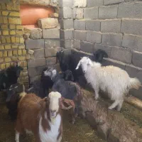 بزغاله نروماده