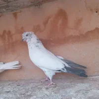 کفتر پرشی|پرنده|قم, ولیعصر|دیوار