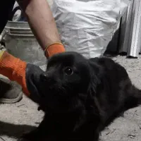 سگ پامر روباهی|سگ|باقرشهر, |دیوار