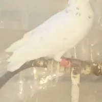 گمشده خیابان علامه امینی