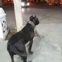 پیتبول اصیل نر|سگ|کرمانشاه, |دیوار