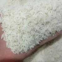 برنج هاشمی صد در صد کشت شخصی