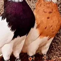 طوقی ط و ق ی