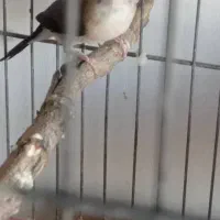 فنج بنگالی|پرنده|تبریز, |دیوار