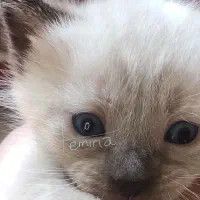 گربه سیامی|گربه|ساری, |دیوار