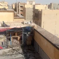 نرمست قلدور سوسکی ماده کله دم سبزساعتی۴۰۰|پرنده|پرند, فاز ۰|دیوار