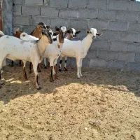 کهره سومال|حیوانات مزرعه|بستک, |دیوار