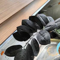 فروش دو عدد گلدان زاموفیلیا بلک و سبز|گل و گیاه طبیعی|تهران, مجیدیه|دیوار