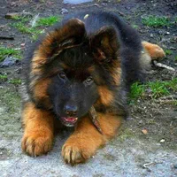 توله سگ ژرمن شولاین موبلند حرفه ای|سگ|کرج, عظیمیه|دیوار