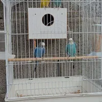 چهارعددمرغ عشق