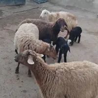 گوسفند|حیوانات مزرعه|هریس, |دیوار