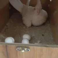 عروس هلندی آلبینو سالمو سرحال|پرنده|قرچک, فردیس|دیوار