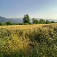 فروش-قطعه-ای-زمین-زراعی-کارکنده