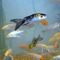 5 عدد ماهی کوی با اکواریوم