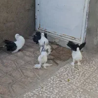 چتری  سینه دمسیاه|پرنده|ساوه, |دیوار