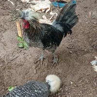 حراج خوروس زینتی