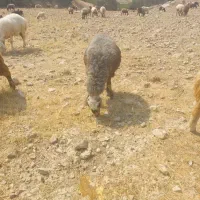 گوسفند|حیوانات مزرعه|دوگنبدان, |دیوار