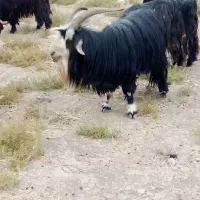 بهده تخمی|حیوانات مزرعه|ایذه, |دیوار