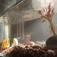 آکواریوم با پمپ اکسیژن و ۷تا ماهی مفت