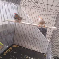 فنچ کینگ|پرنده|محلات, |دیوار