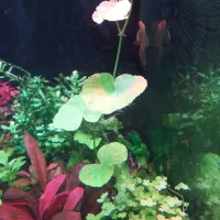 فروش گیاه آکواریومی