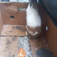 خرگوش|موش و خرگوش|اقبالیه, |دیوار