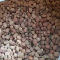 لوبیا محلی جیرفتی