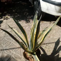 کاکتوس آگاو|گل و گیاه طبیعی|شیراز, تحویلی|دیوار