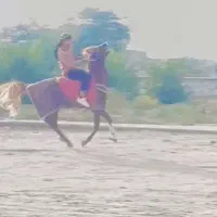 اسب نریون خوش استایل