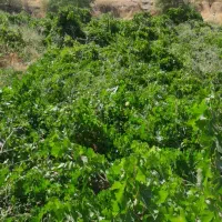 ۱۲۰۰ متر باغ منطقه دینور