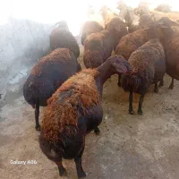 ۱۵عدد راس گوسفند آبستن سنگین