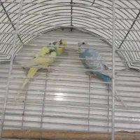 دو عد مرغ عشق با قفس