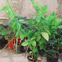 گل سبز|گل و گیاه طبیعی|ایذه, |دیوار