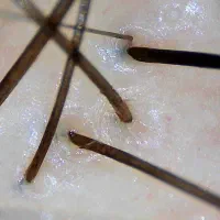 پاکسازی کف سر تخصصی / کراتین و پروتئین|خدمات آرایشگری و زیبایی|اصفهان, کوی ولی عصر|دیوار