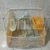 مرغ عشق وفنچ|پرنده|شیروان (خراسان), |دیوار