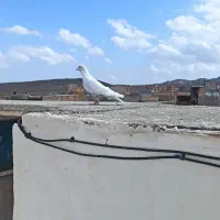 نقرای نر کفتر پرشی قیمت 1200