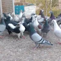 دسته کبوتر پلاکی و نگی|پرنده|بیرجند, |دیوار