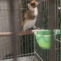 کهنه سیره و سیره قناری دهندار