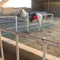 اسب|اسب و تجهیزات اسب‌سواری|ارومیه, |دیوار