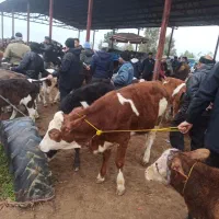 خریدفروش گوساله|حیوانات مزرعه|سیمین شهر, |دیوار