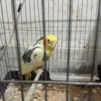 عروس هلندی مولد