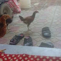 مرغ کلین لری و۵تا جوجه ۳ماهه