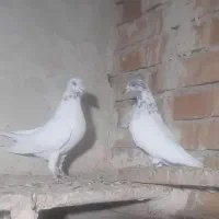 کبوتر|پرنده|ارومیه, |دیوار