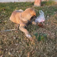 توله سگ پژدر