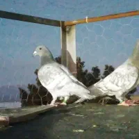 نروماده سودانی و طاووسی