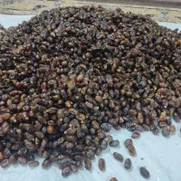 خرما درجه یک