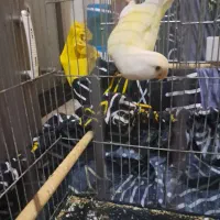 طوطی برزیلی ماده|پرنده|تهران, اسکندری|دیوار