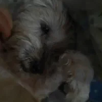 واگذاری سگ پاکوتاه شیتزو|سگ|اردبیل, |دیوار